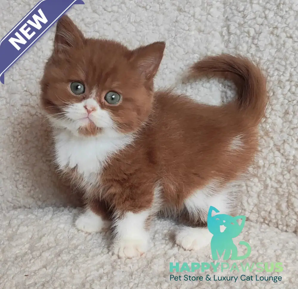 West British Shorthair male cinnamon bicolour - live animals