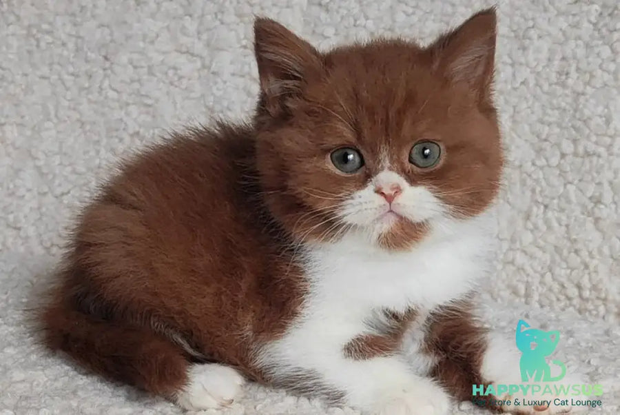 West British Shorthair male cinnamon bicolour - live animals