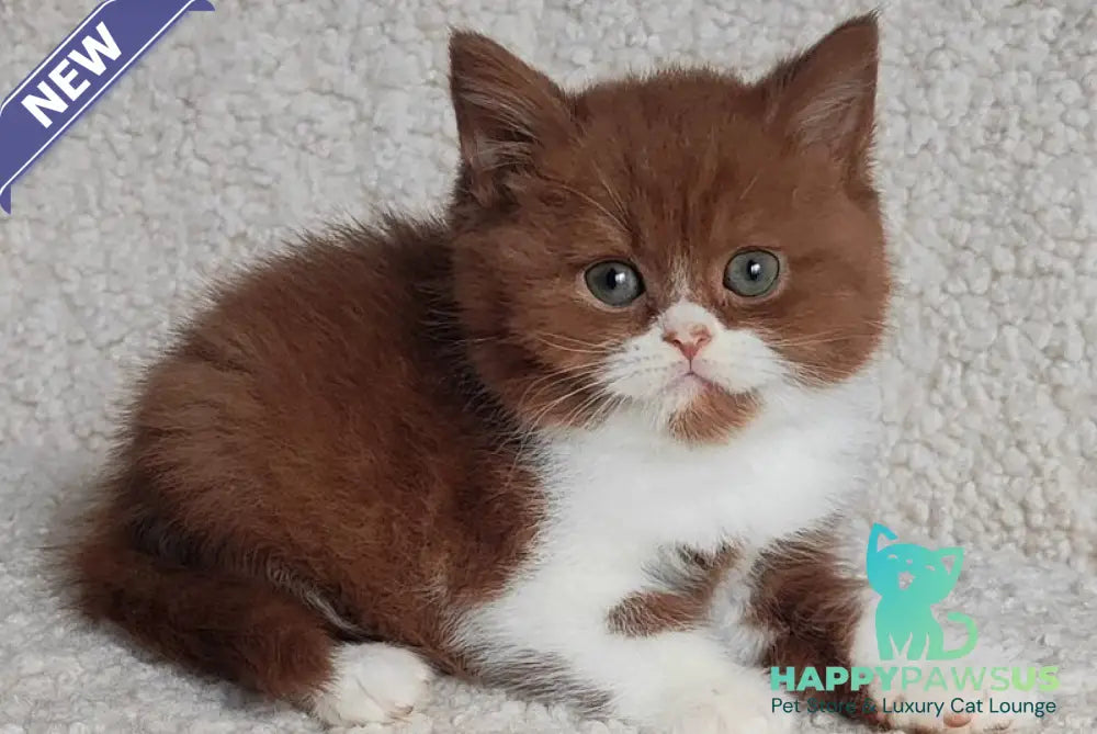 West British Shorthair male cinnamon bicolour - live animals
