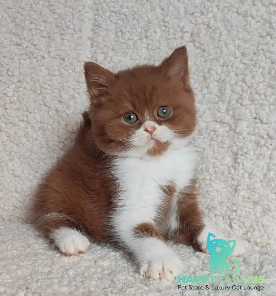 West British Shorthair male cinnamon bicolour - live animals