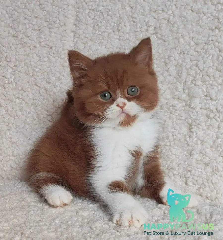West British Shorthair male cinnamon bicolour - live animals