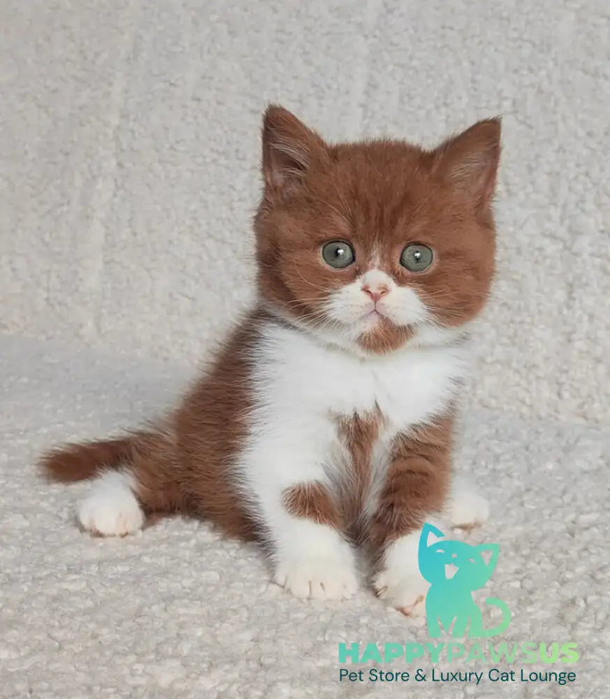 West British Shorthair male cinnamon bicolour - live animals