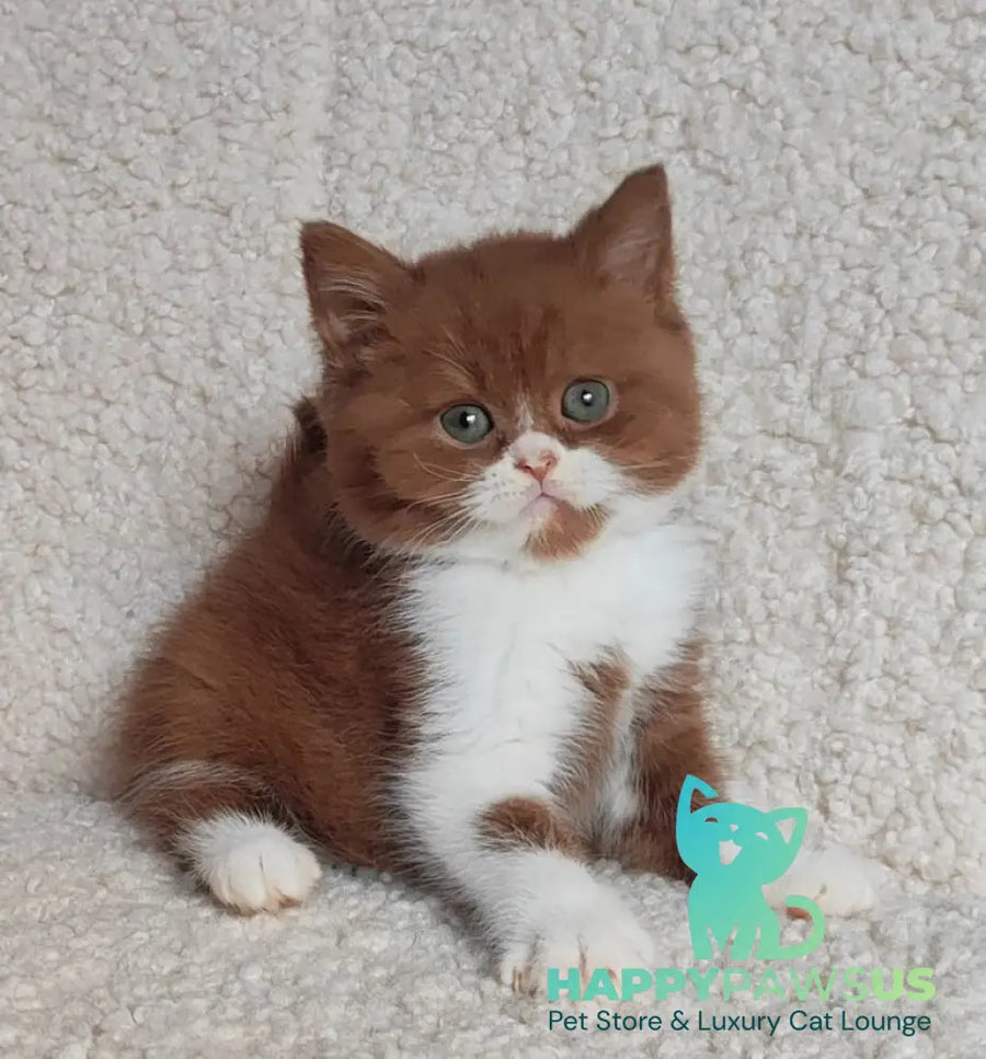 West British Shorthair male cinnamon bicolour - live animals