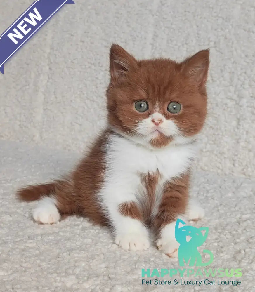 West British Shorthair male cinnamon bicolour - live animals