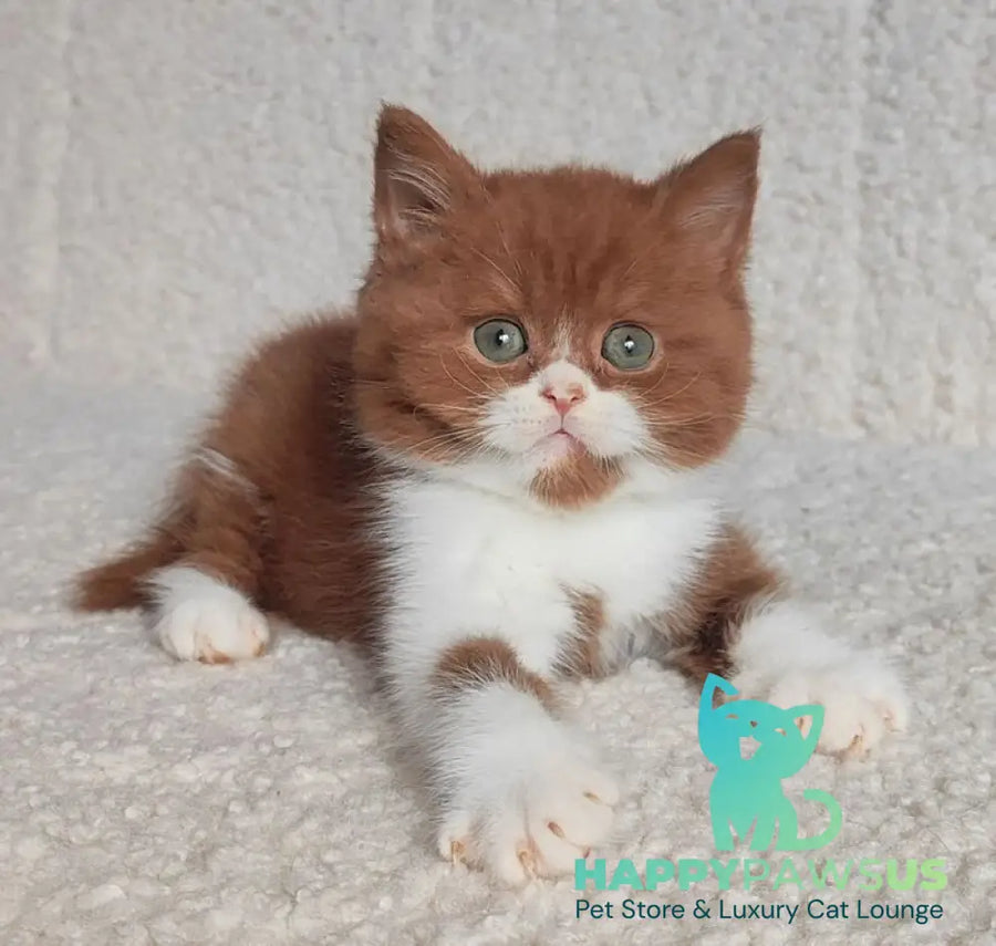 West British Shorthair male cinnamon bicolour - live animals