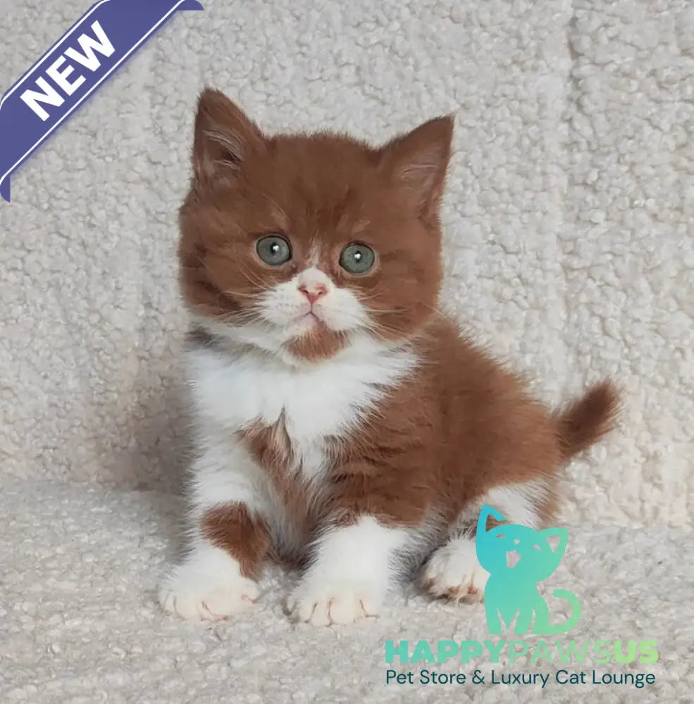 West British Shorthair male cinnamon bicolour - live animals