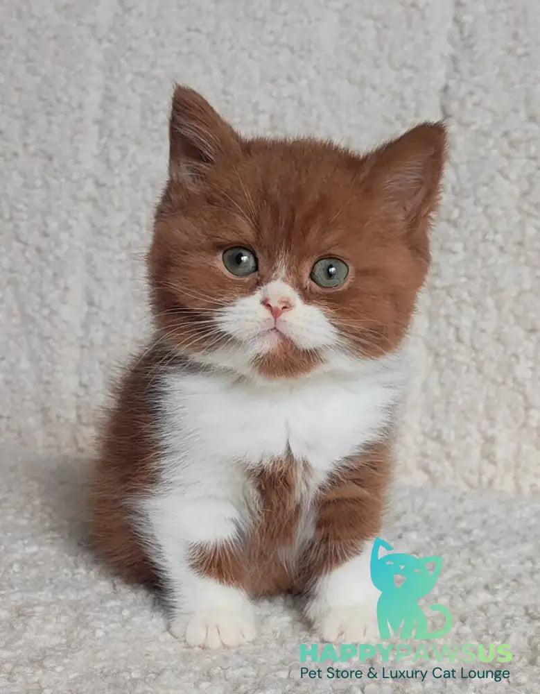 West British Shorthair male cinnamon bicolour - live animals