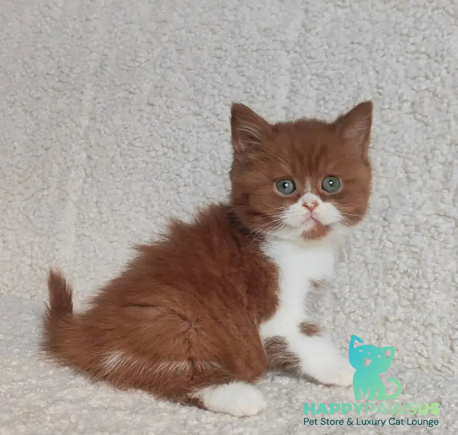 West British Shorthair male cinnamon bicolour - live animals