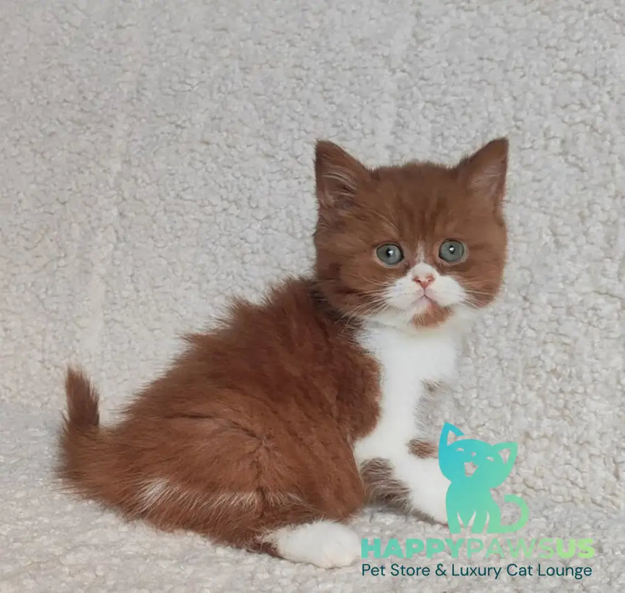 West British Shorthair male cinnamon bicolour - live animals