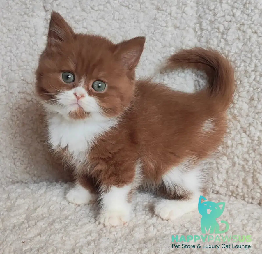 West British Shorthair male cinnamon bicolour - live animals