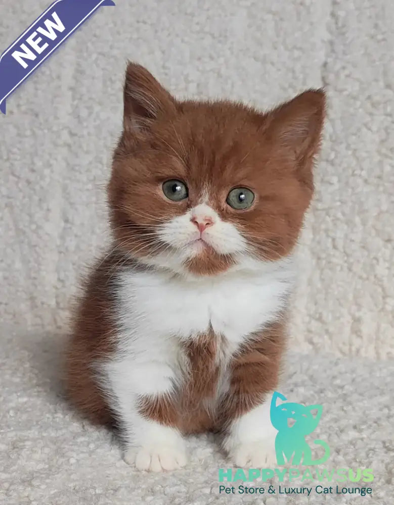West British Shorthair male cinnamon bicolour - live animals
