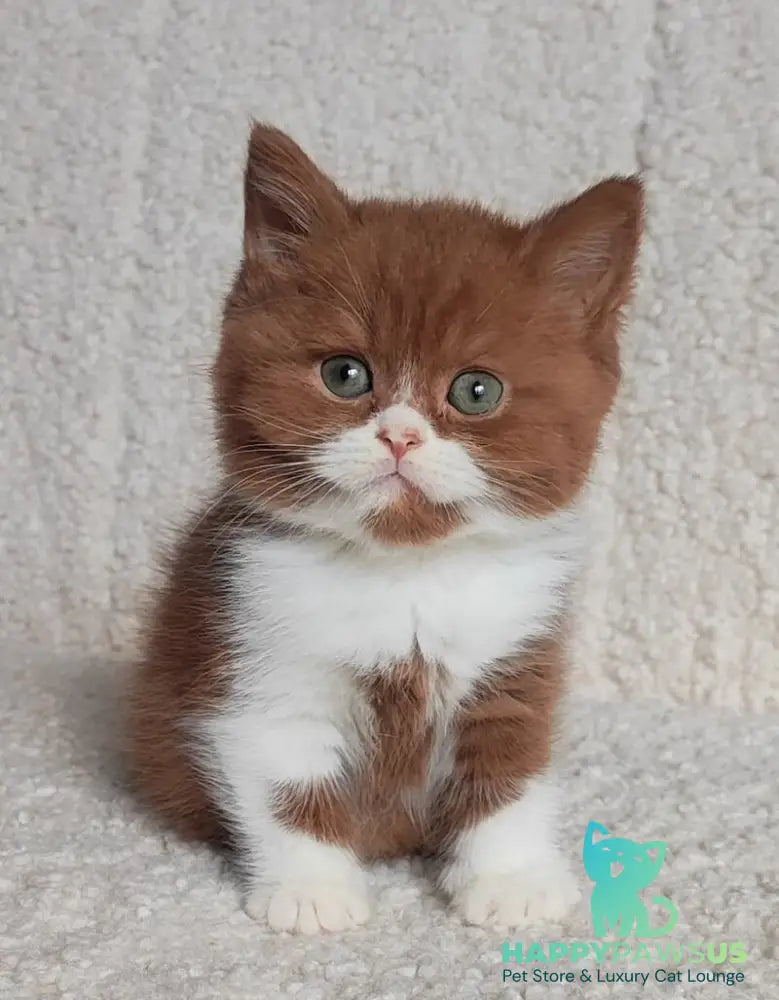 West British Shorthair male cinnamon bicolour - live animals