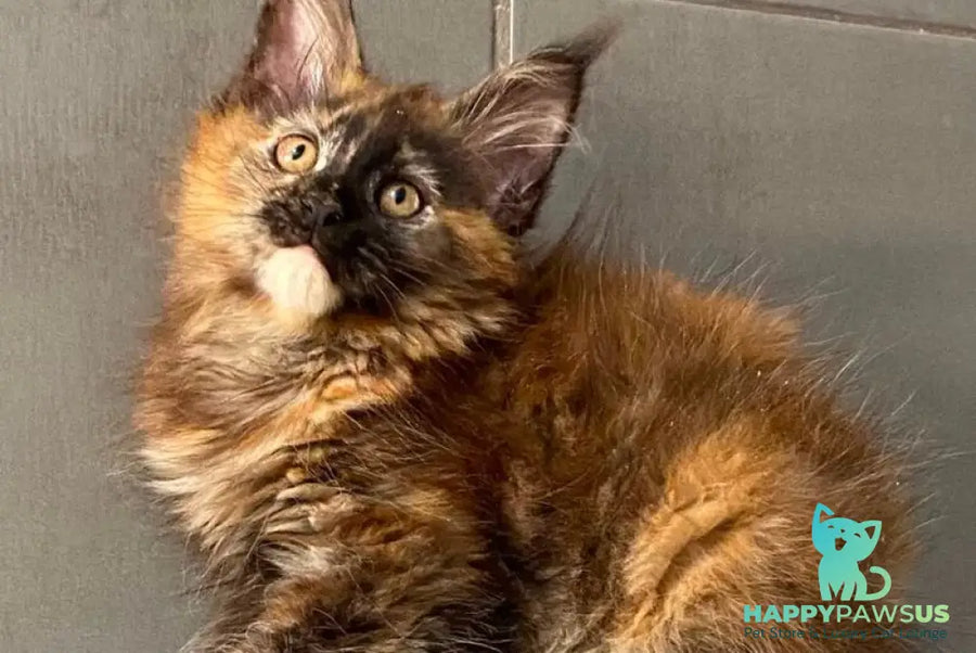 West Coast Maine Coon female black tortie - live animals