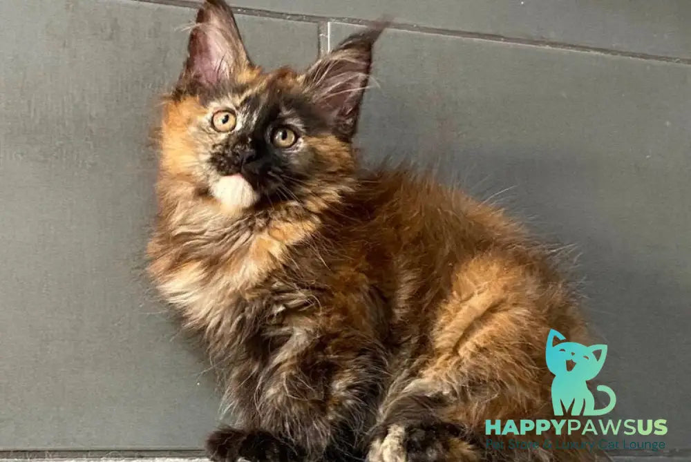West Coast Maine Coon female black tortie - live animals
