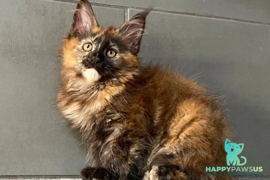 West Coast Maine Coon female black tortie - live animals