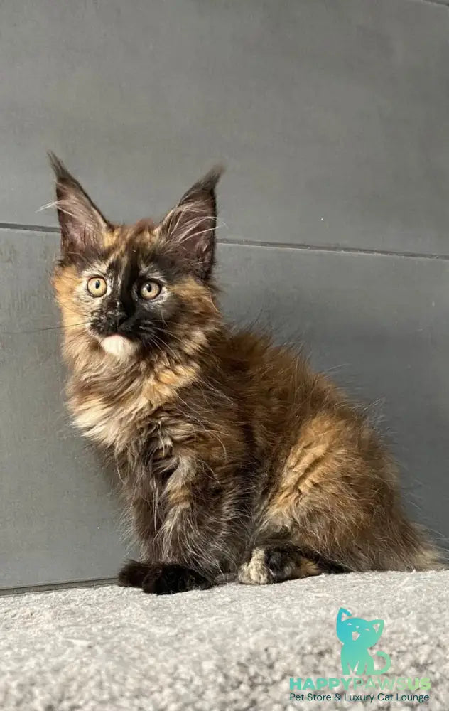 West Coast Maine Coon female black tortie - live animals