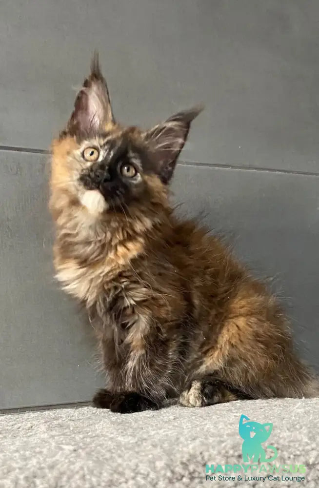 West Coast Maine Coon female black tortie - live animals