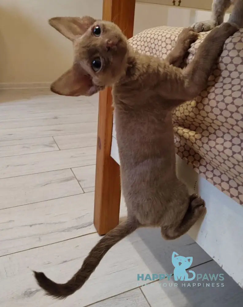 West Devon Rex male cinnamon live animals