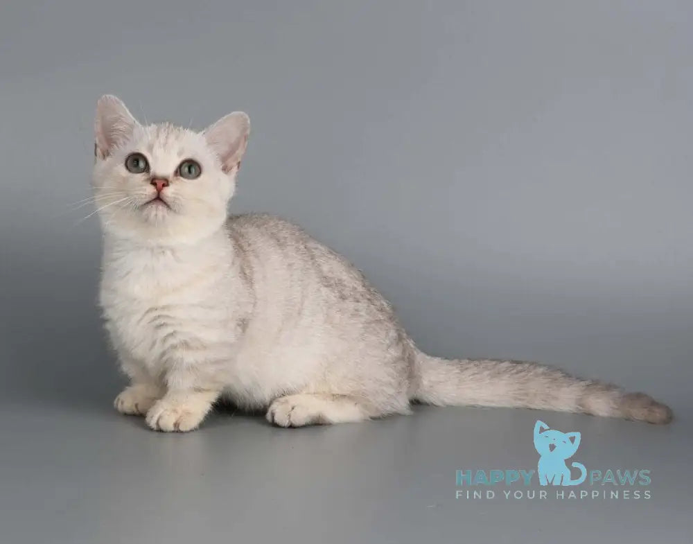 West Munchkin male chocolate silver shaded live animals