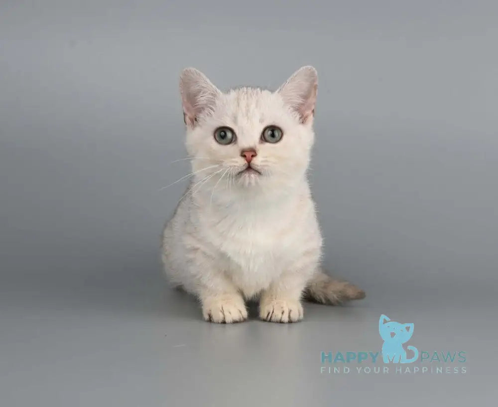 West Munchkin male chocolate silver shaded live animals