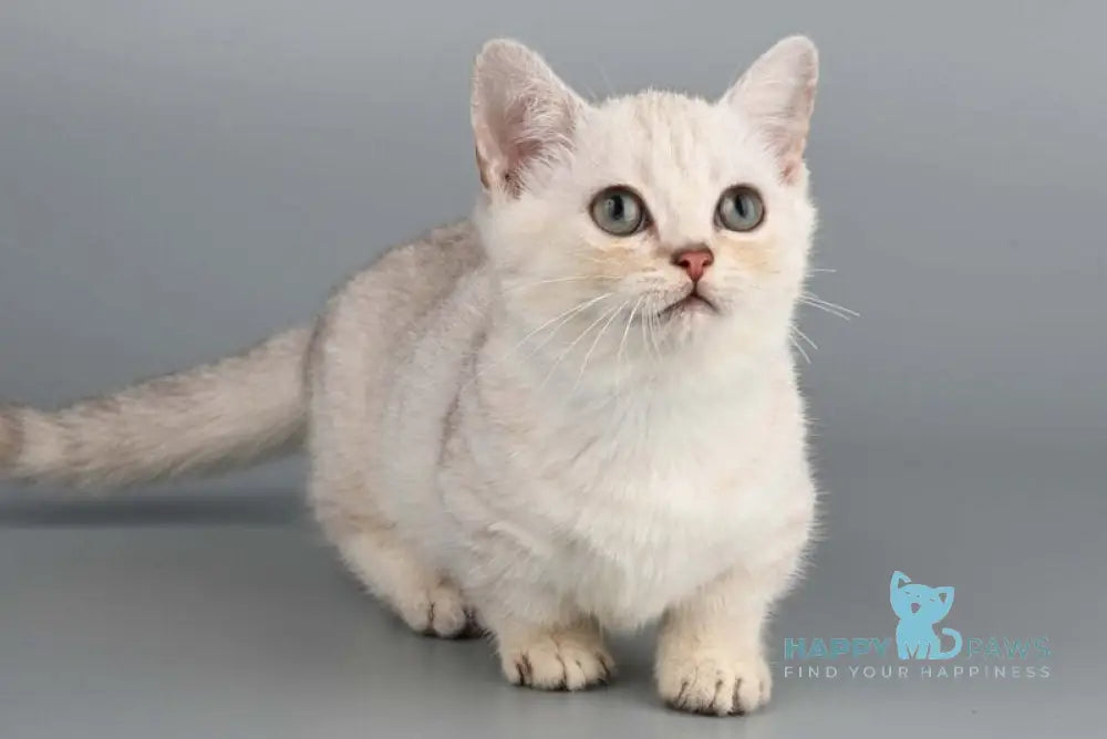 West Munchkin male chocolate silver shaded live animals