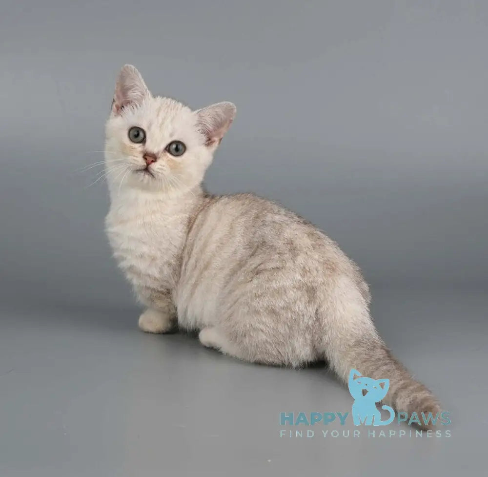 West Munchkin male chocolate silver shaded live animals