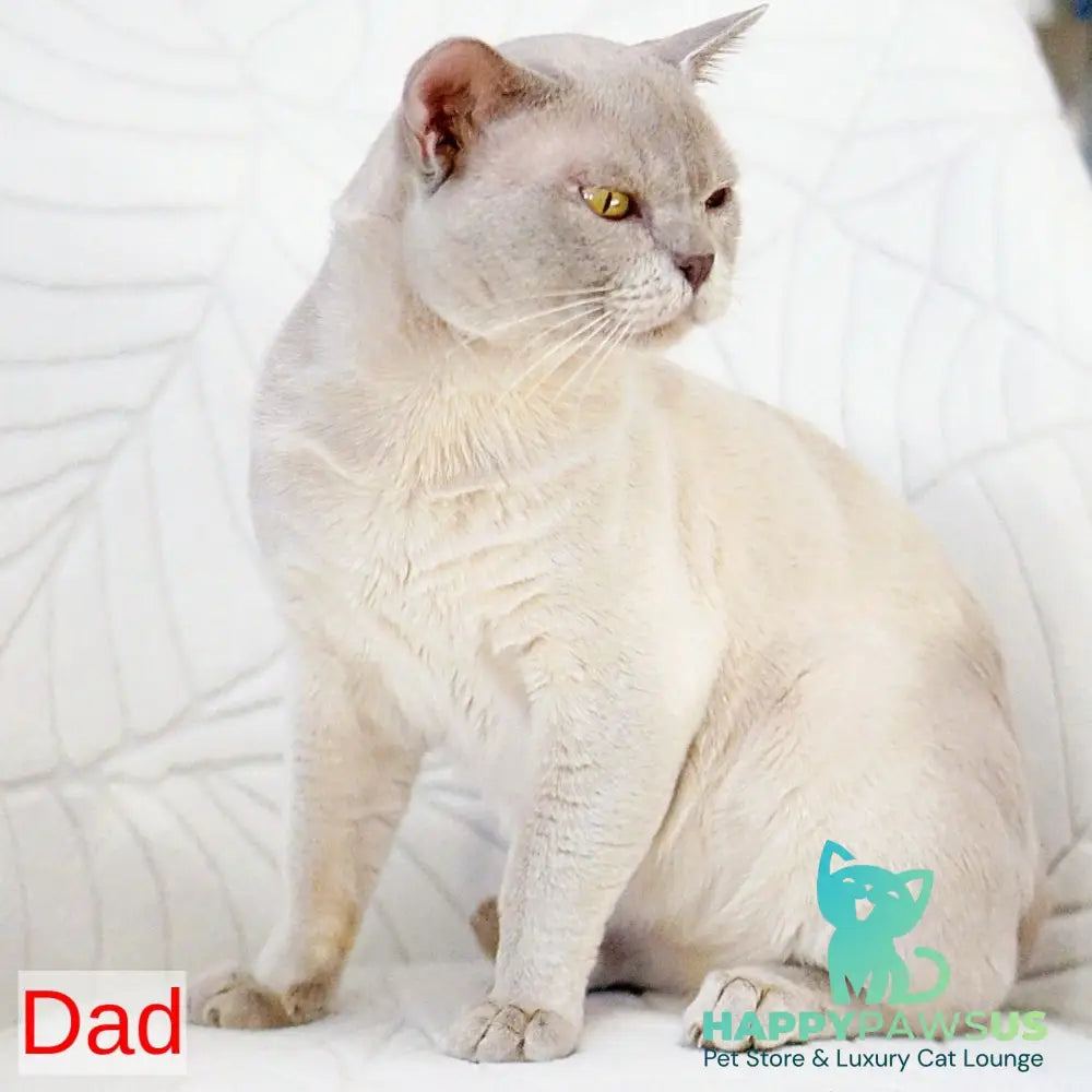 Westa Burmese female chocolate - live animals