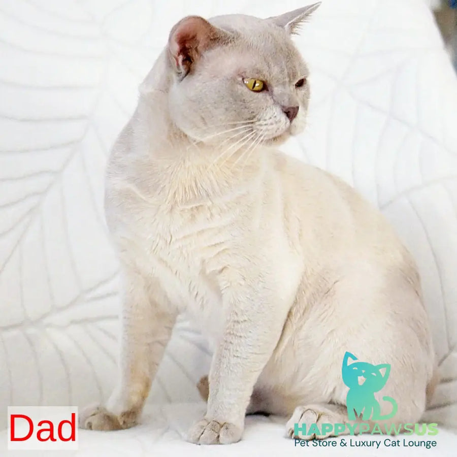 Westa Burmese female chocolate - live animals