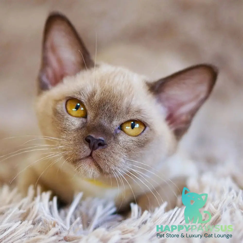 Westa Burmese female chocolate - live animals