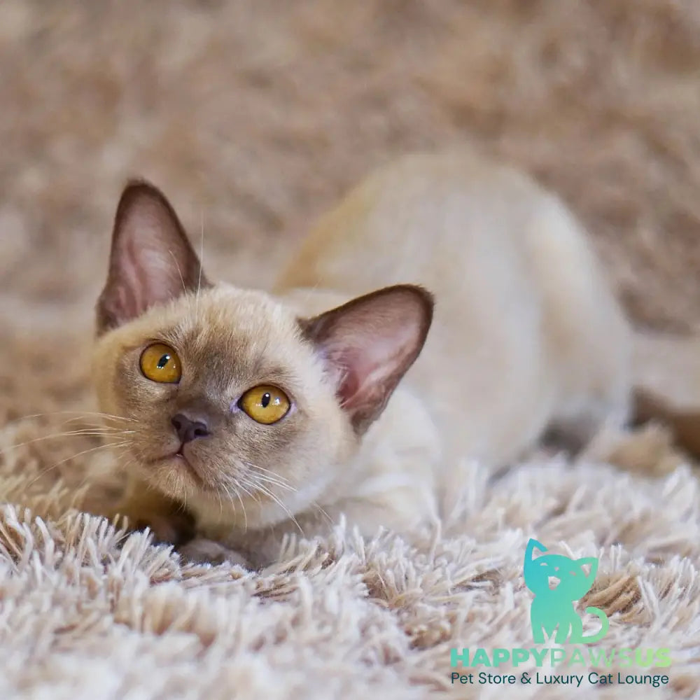 Westa Burmese female chocolate - live animals