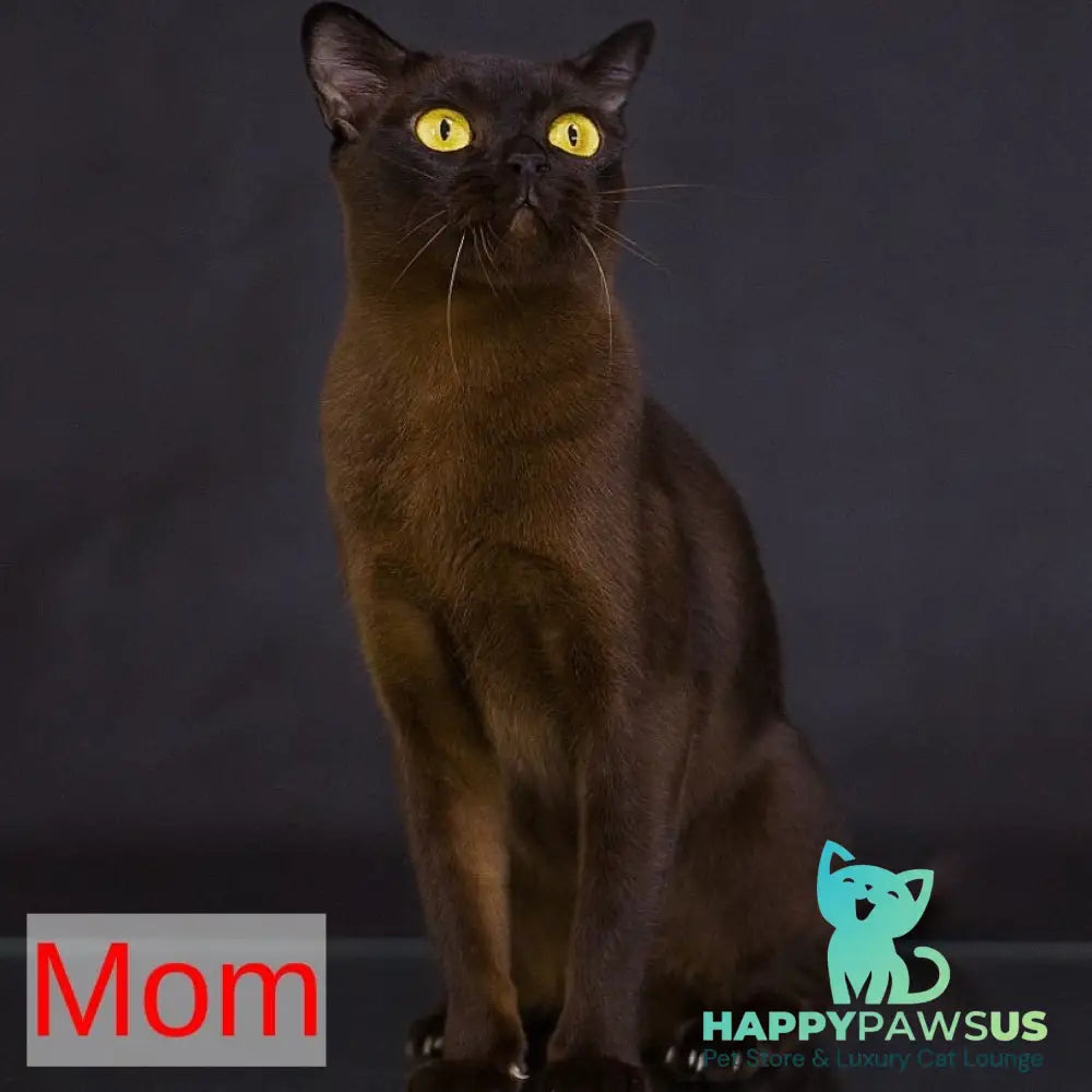 Westa Burmese female chocolate - live animals