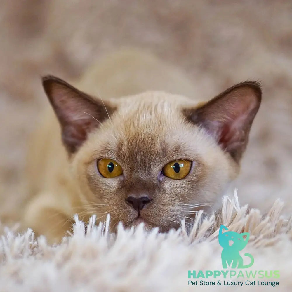 Westa Burmese female chocolate - live animals