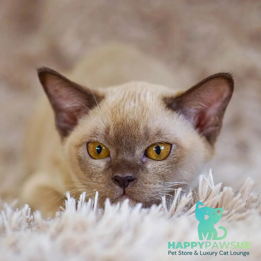 Westa Burmese female chocolate - live animals