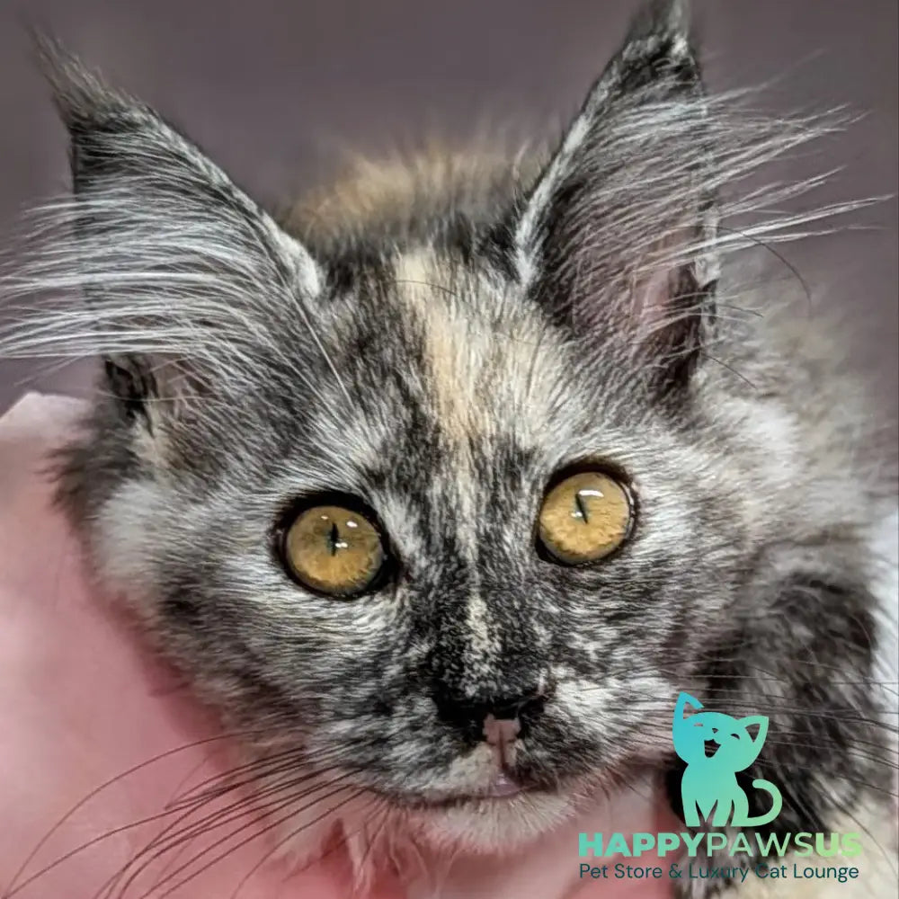Westalia Maine Coon female black tortie silver - live animals