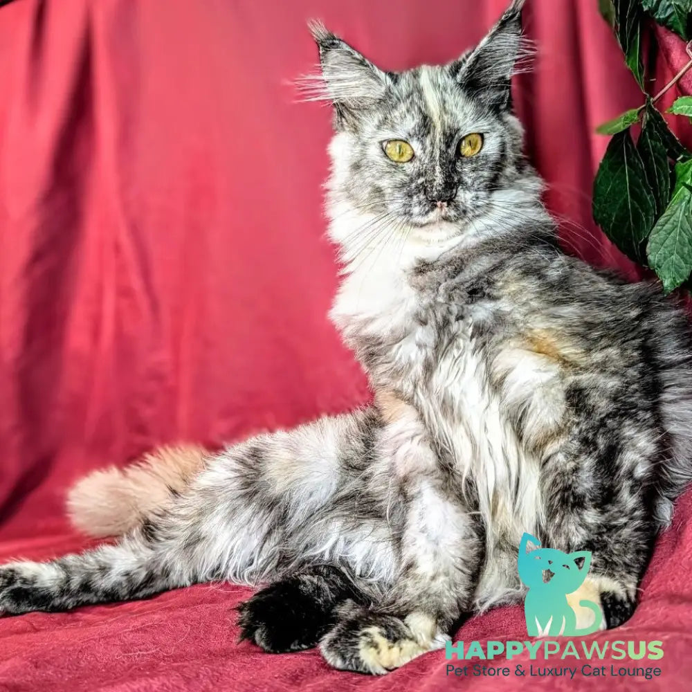 Westalia Maine Coon female black tortie silver - live animals