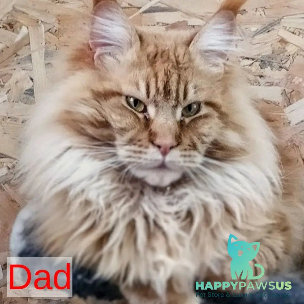 Westalia Maine Coon female black tortie silver - live animals