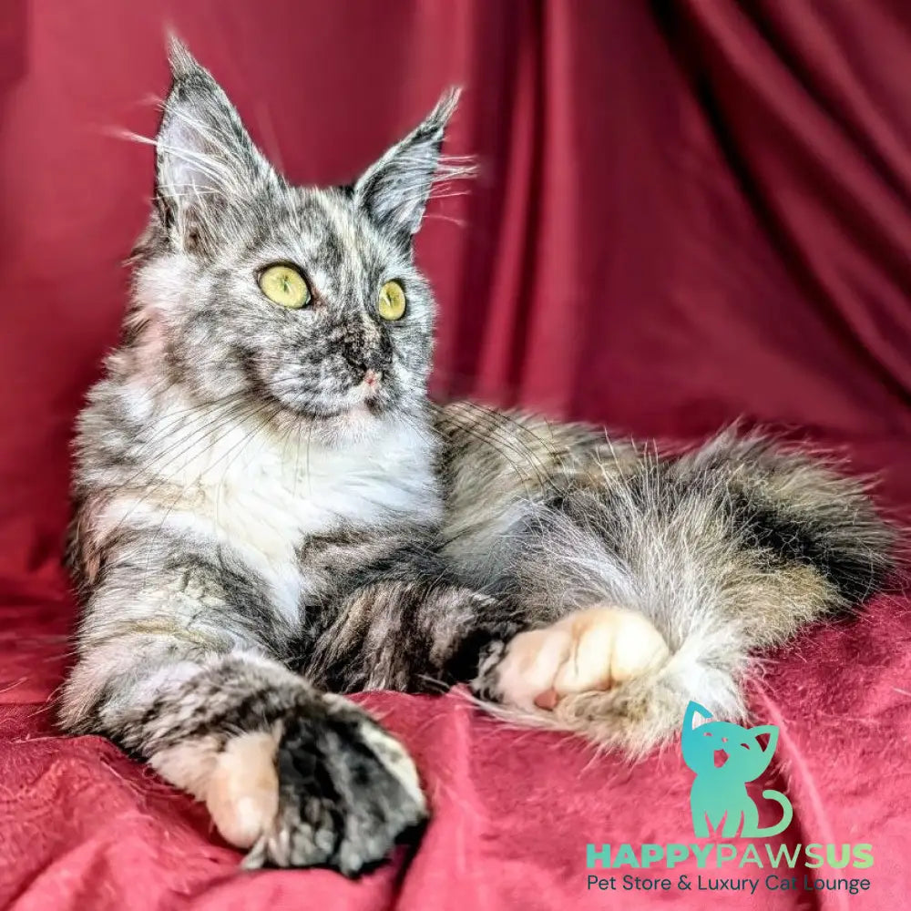 Westalia Maine Coon female black tortie silver - live animals