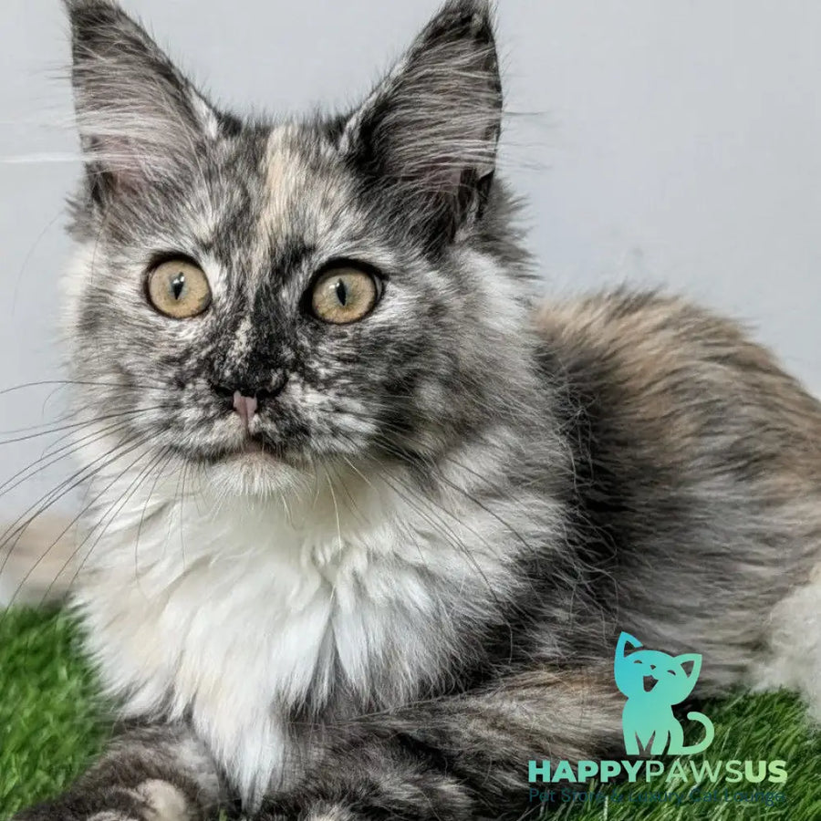Westalia Maine Coon female black tortie silver - live animals