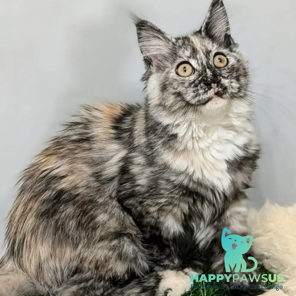 Westalia Maine Coon female black tortie silver - live animals