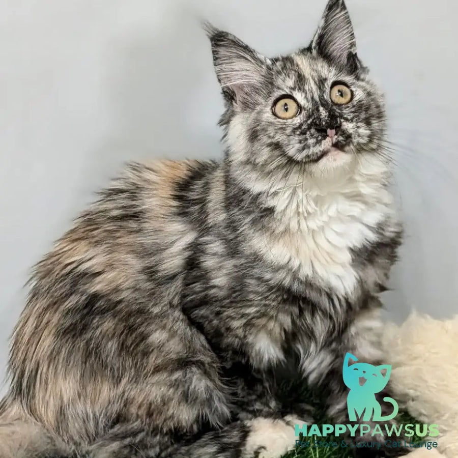 Westalia Maine Coon female black tortie silver - live animals