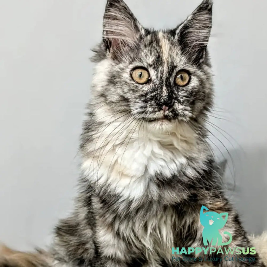 Westalia Maine Coon female black tortie silver - live animals