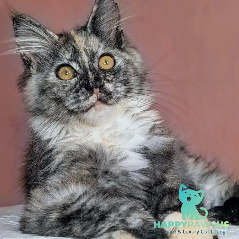 Westalia Maine Coon female black tortie silver - live animals