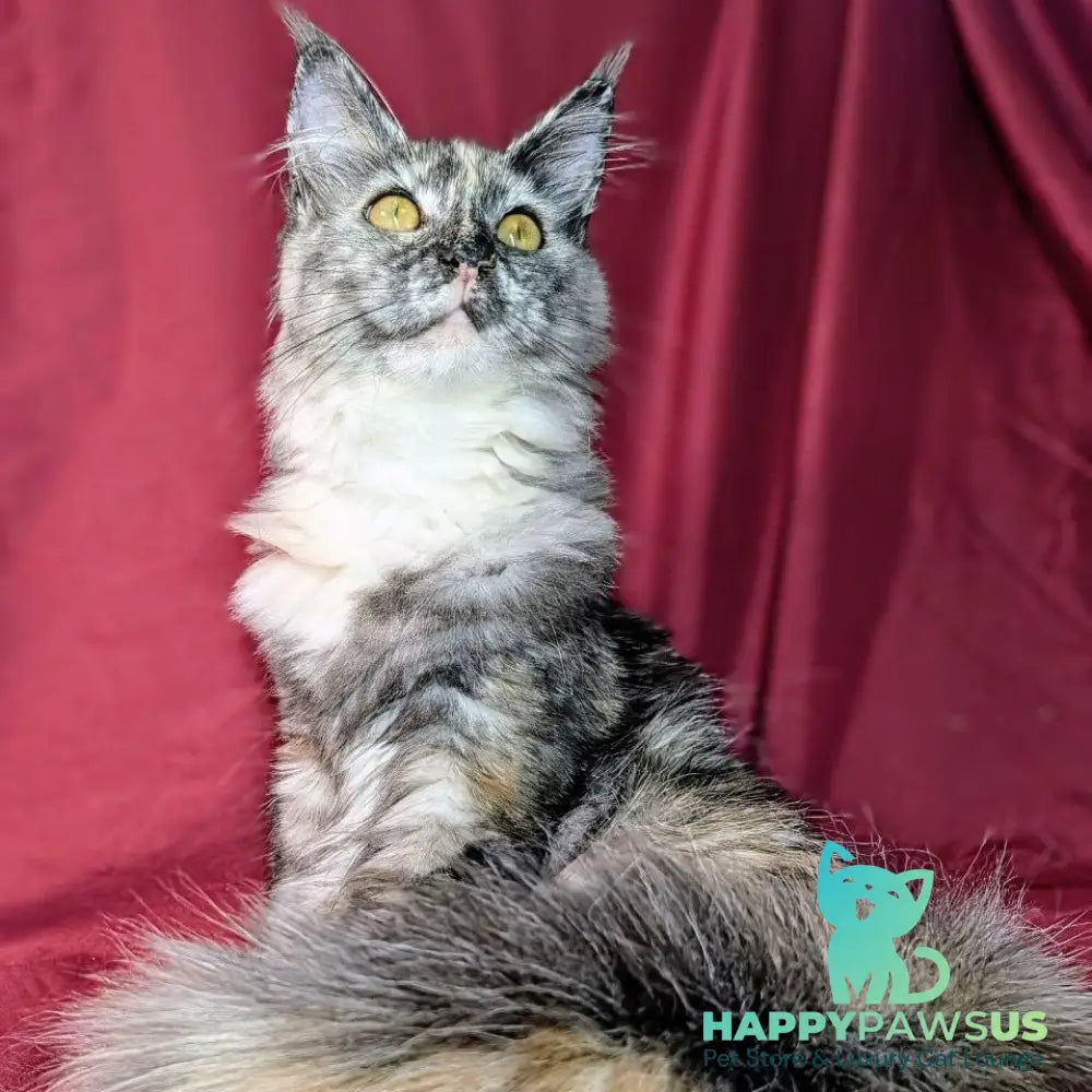 Westalia Maine Coon female black tortie silver - live animals