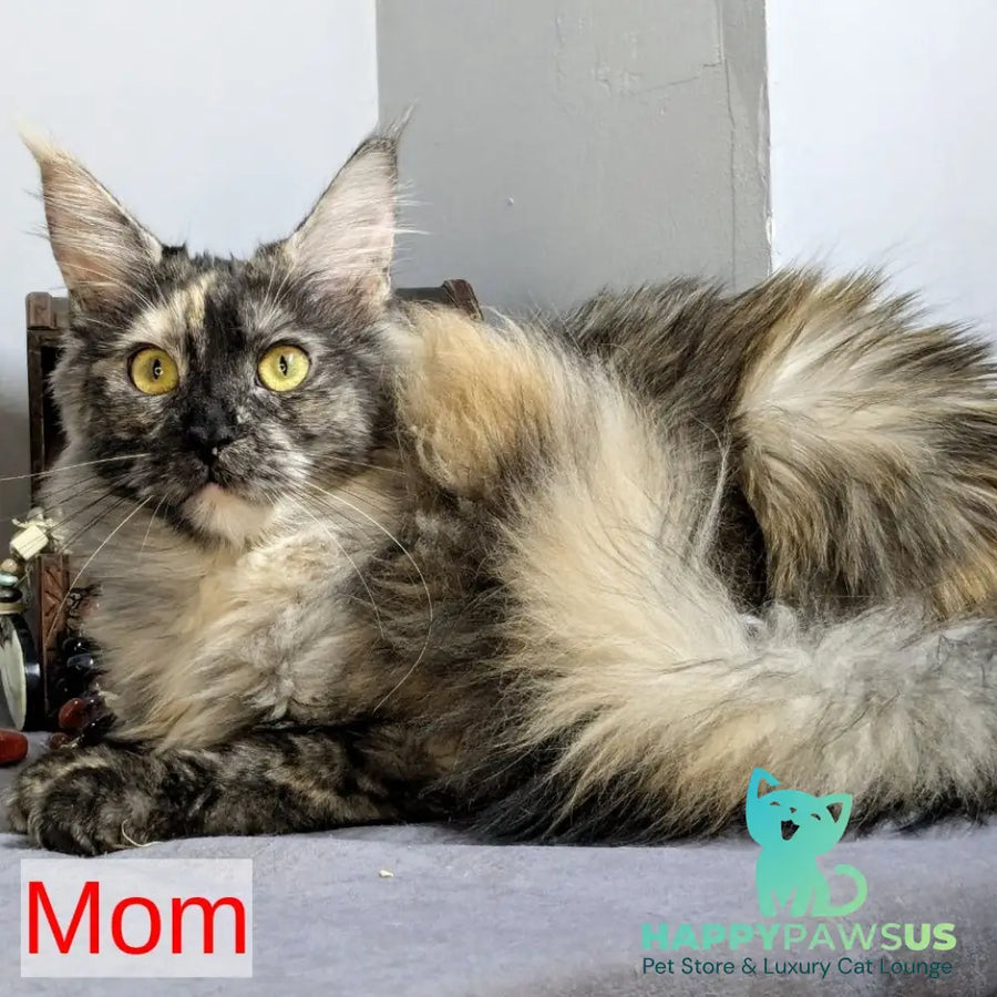 Westalia Maine Coon female black tortie silver - live animals