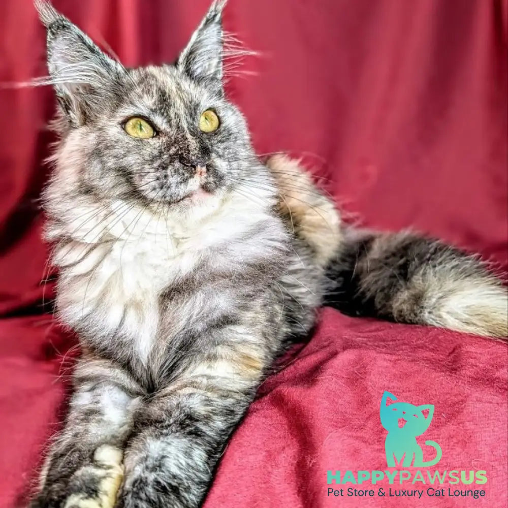 Westalia Maine Coon female black tortie silver - live animals