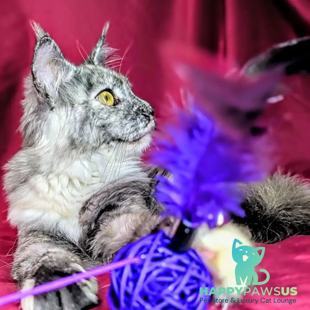 Westalia Maine Coon female black tortie silver - live animals