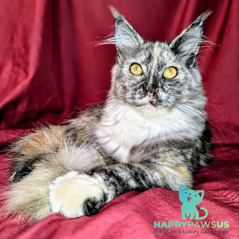 Westalia Maine Coon female black tortie silver - live animals