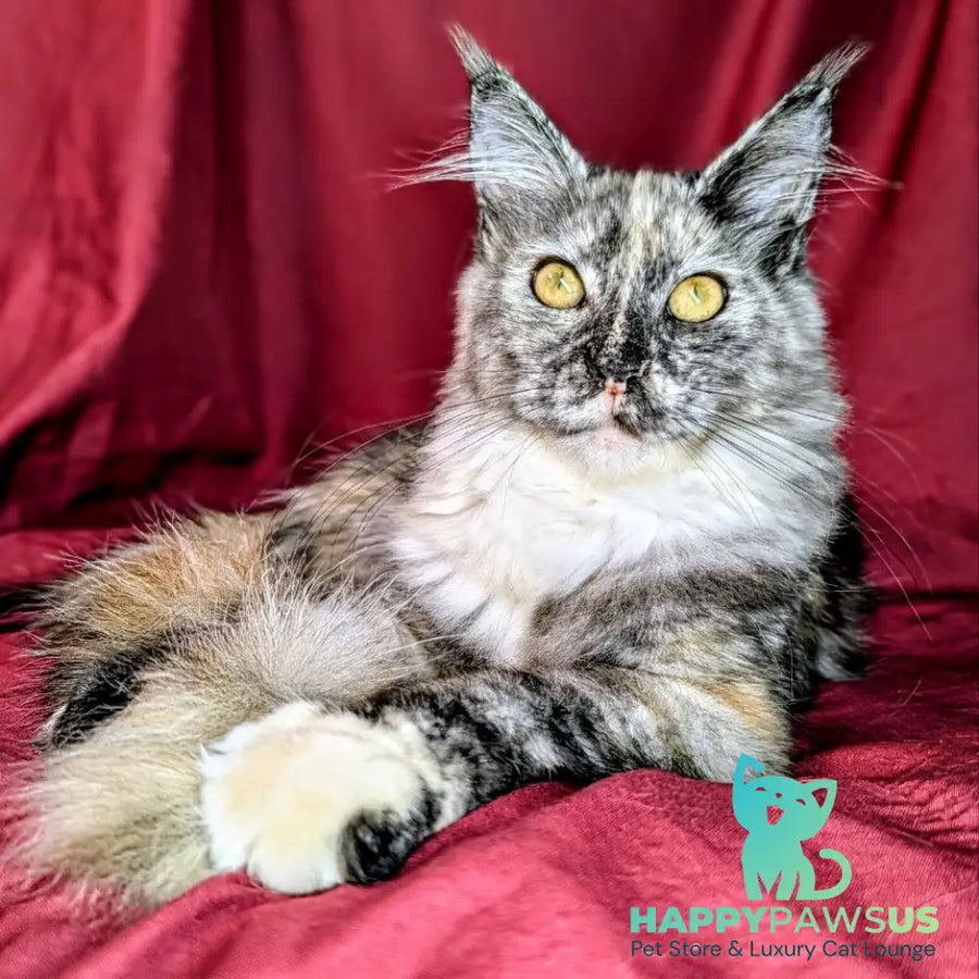 Westalia Maine Coon female black tortie silver - live animals