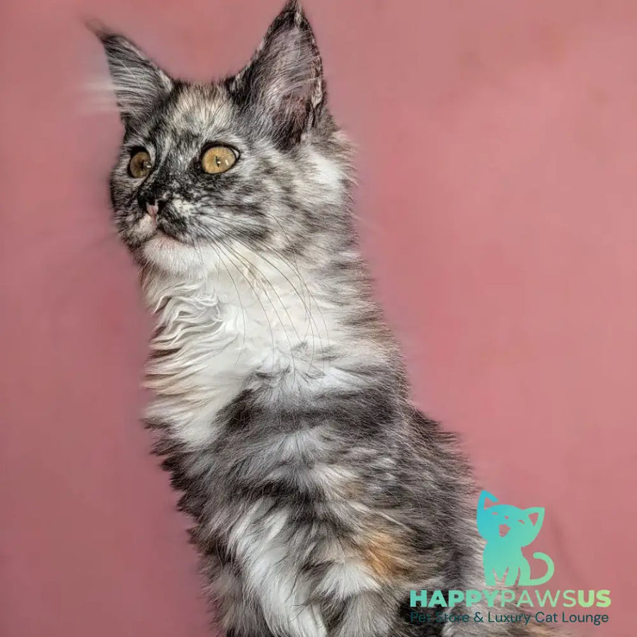 Westalia Maine Coon female black tortie silver - live animals