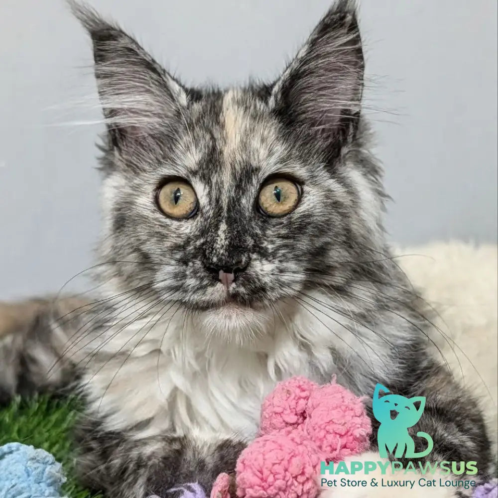 Westalia Maine Coon female black tortie silver - live animals